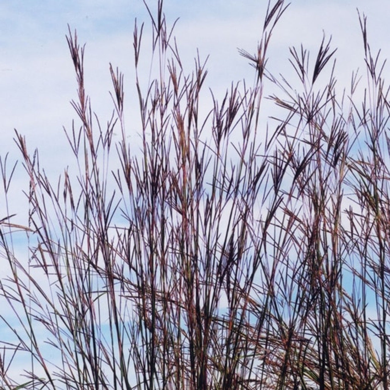 Big Bluestem Seed (Andropogon gerardii)