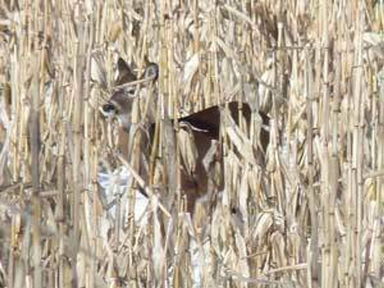 Glyphosate Tolerant Wildlife Seed Corn