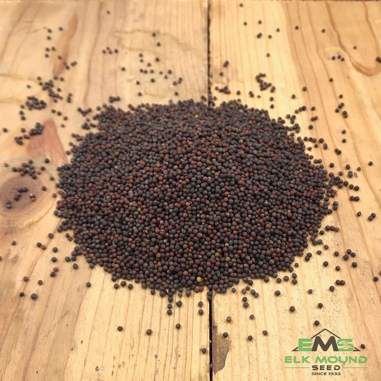Purple Top Turnip Seed