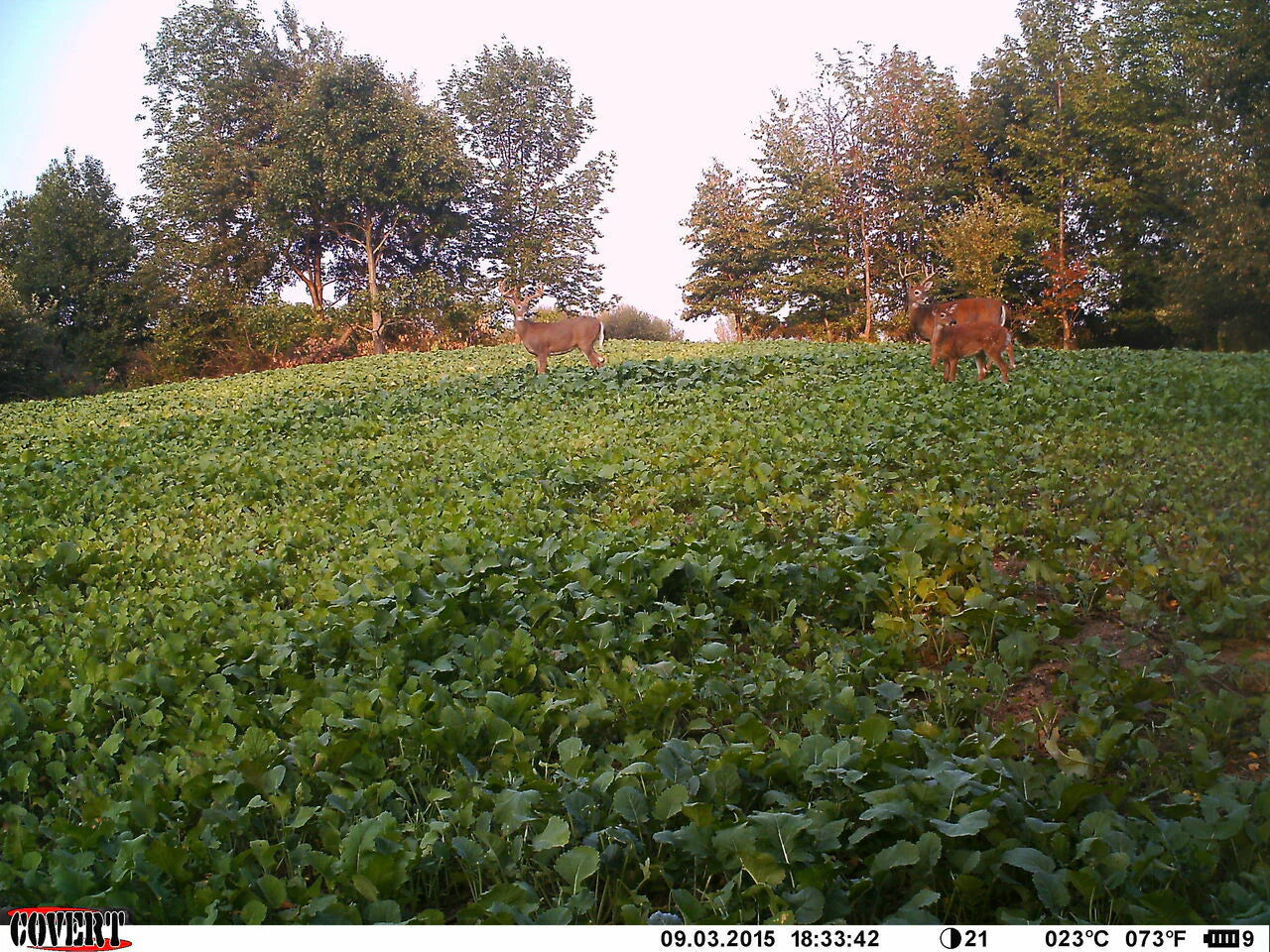 Canola Food Plot Seed