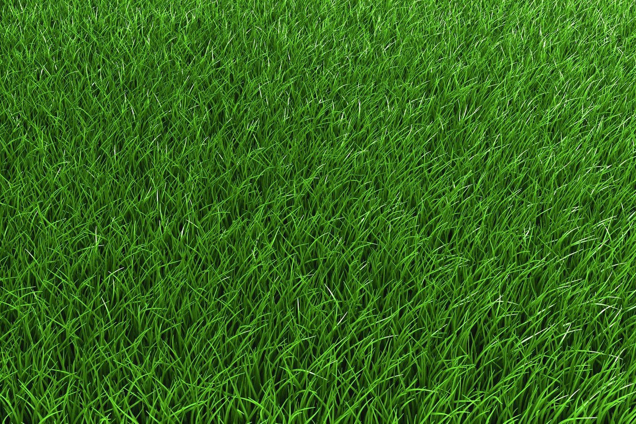 Creeping Red Fescue Seed