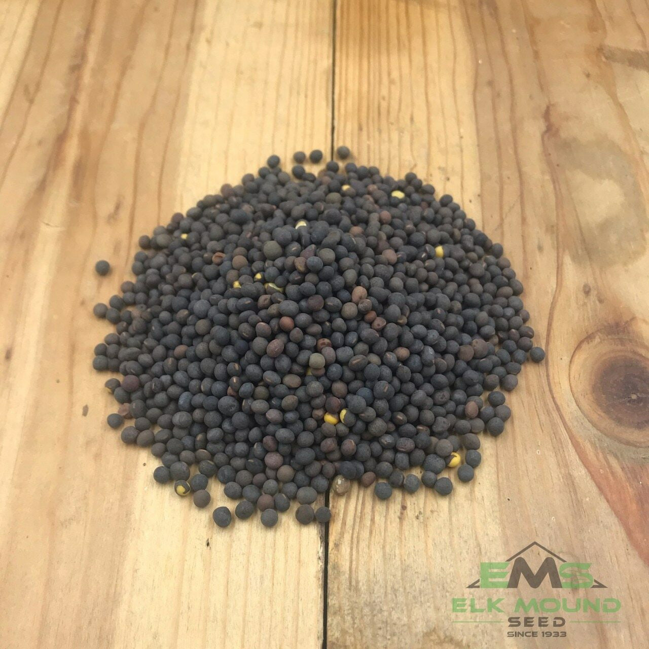 Hairy Vetch Seed