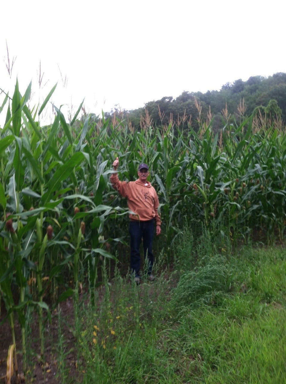 Glyphosate Tolerant Wildlife Seed Corn