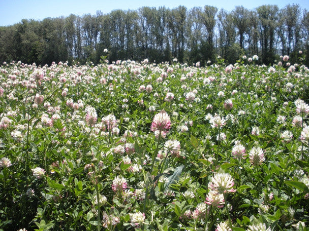 Yuchi Arrowleaf Clover Seed