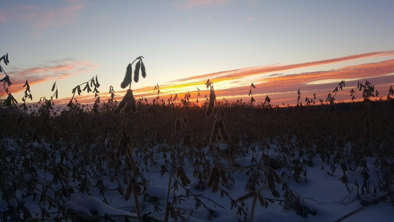 Pod Haven GT Soybean Seed | Eagle Seed
