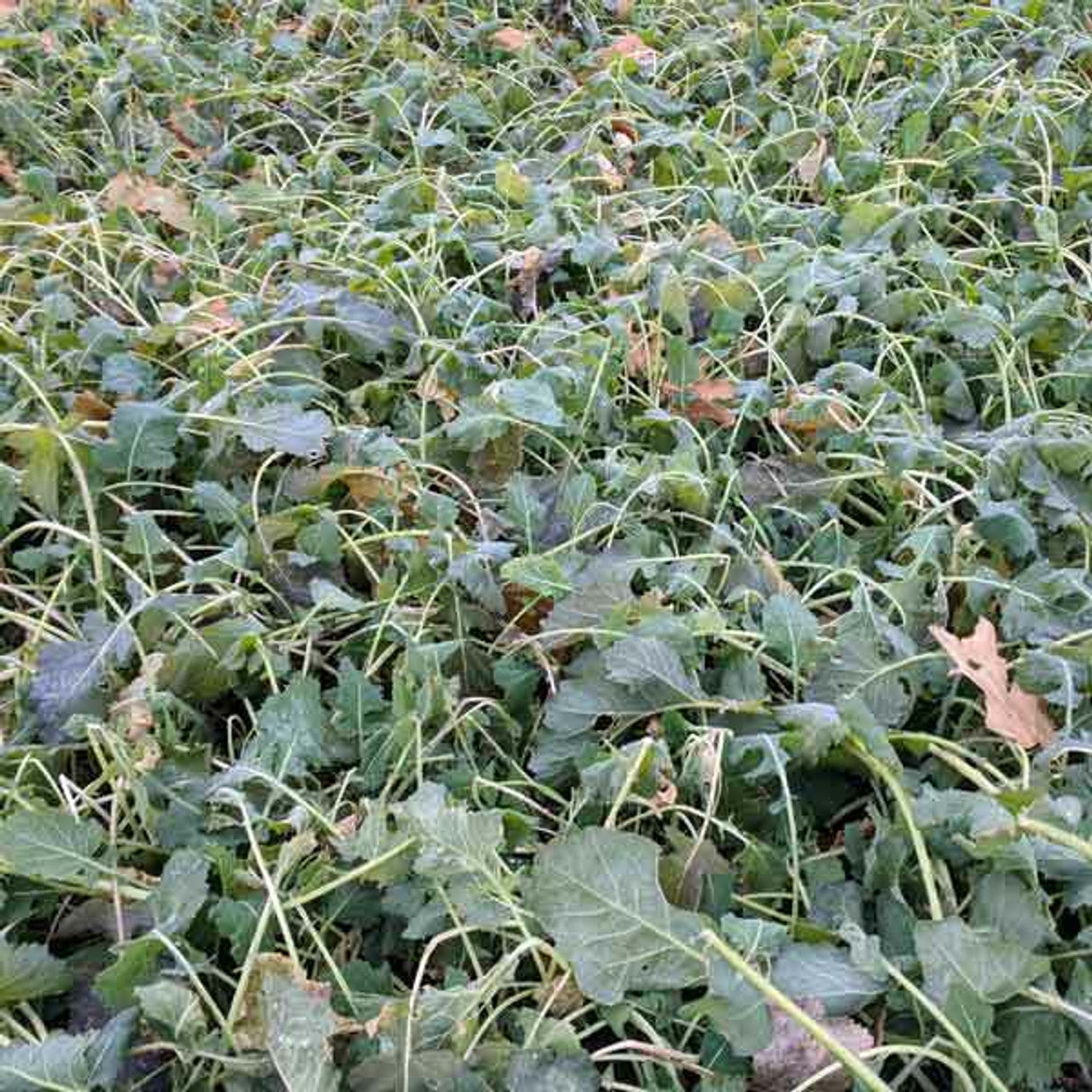 Dwarf Essex Rape Seed