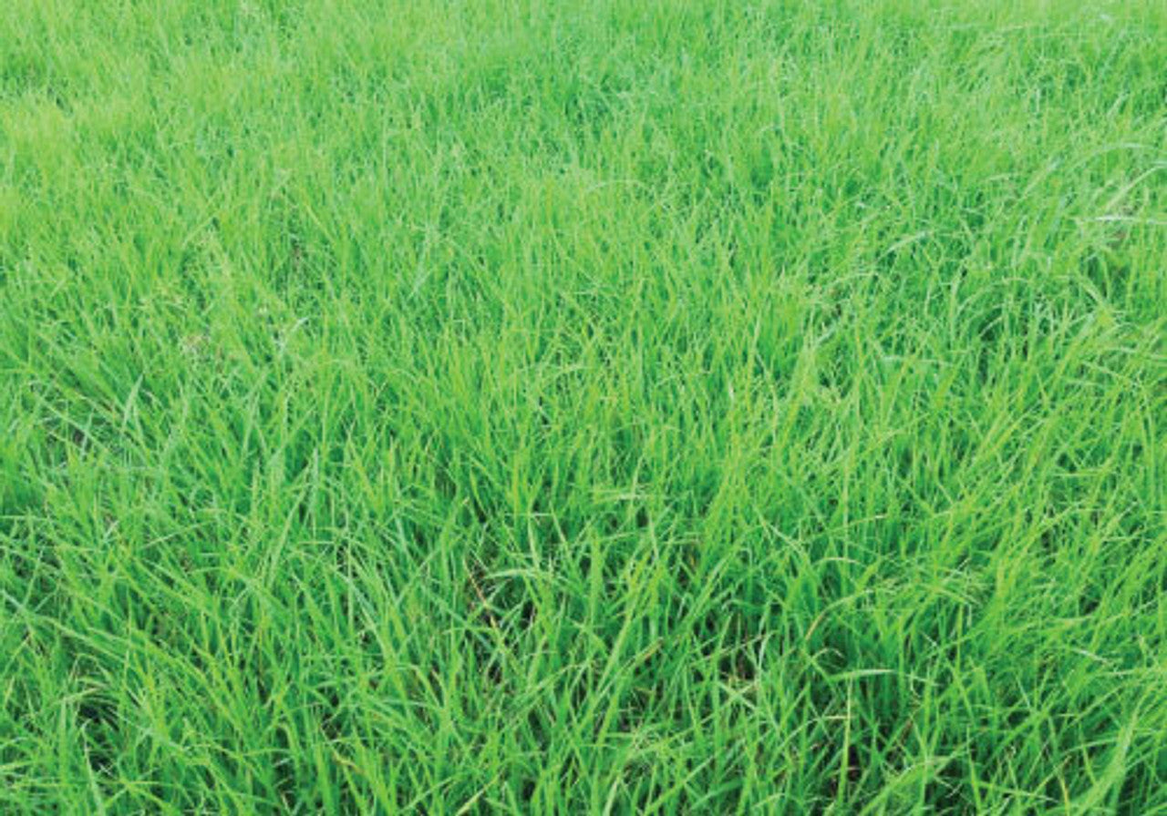 Annual Ryegrass Seed