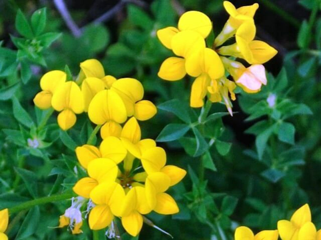 Birdsfoot Trefoil Seed