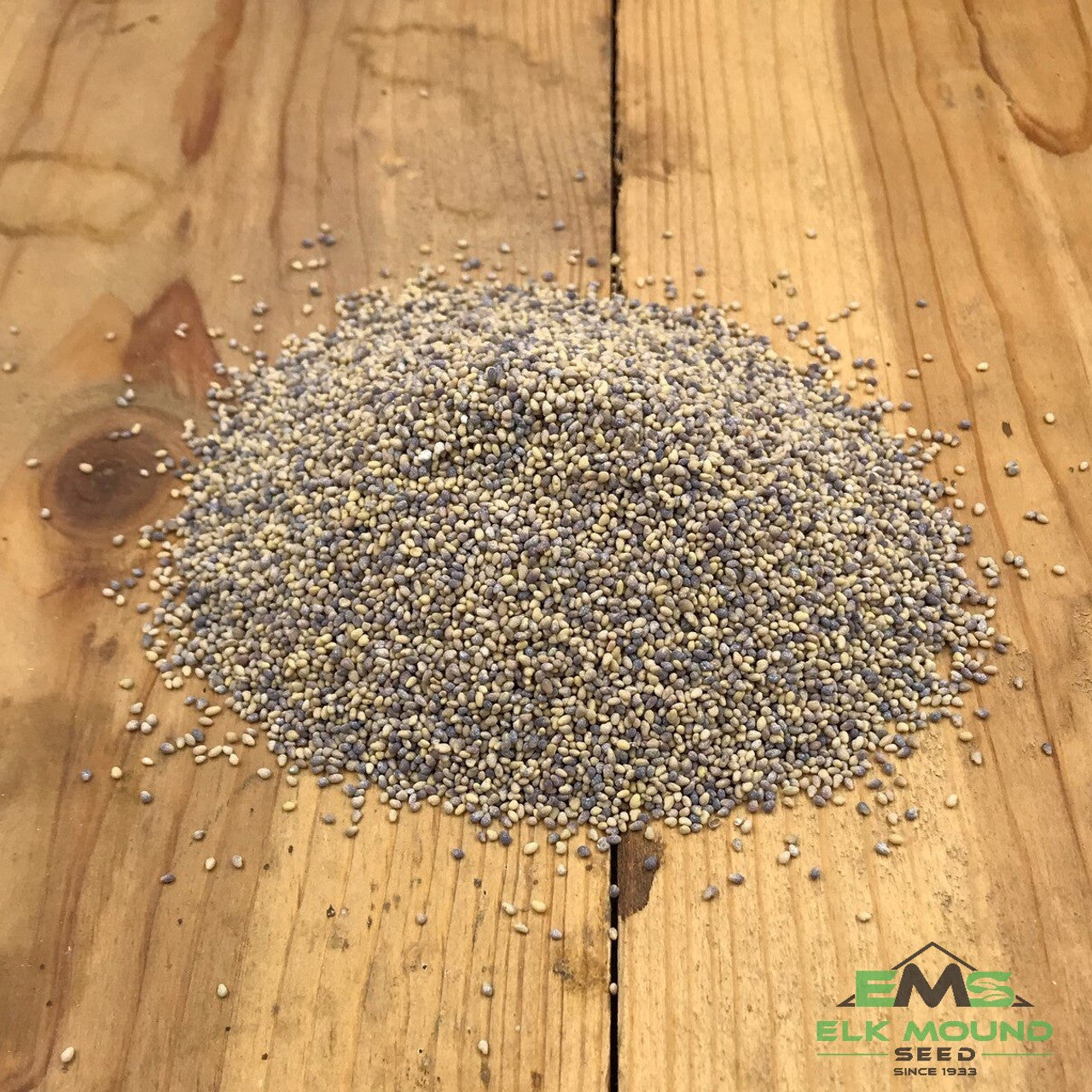 Mammoth Red Clover Seed