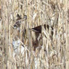 Monsterbuck Conventional Wildlife Seed Corn