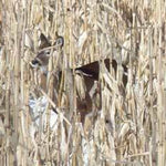 Monsterbuck Conventional Wildlife Seed Corn