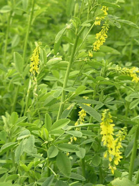 Yellow Blossom Clover Seed
