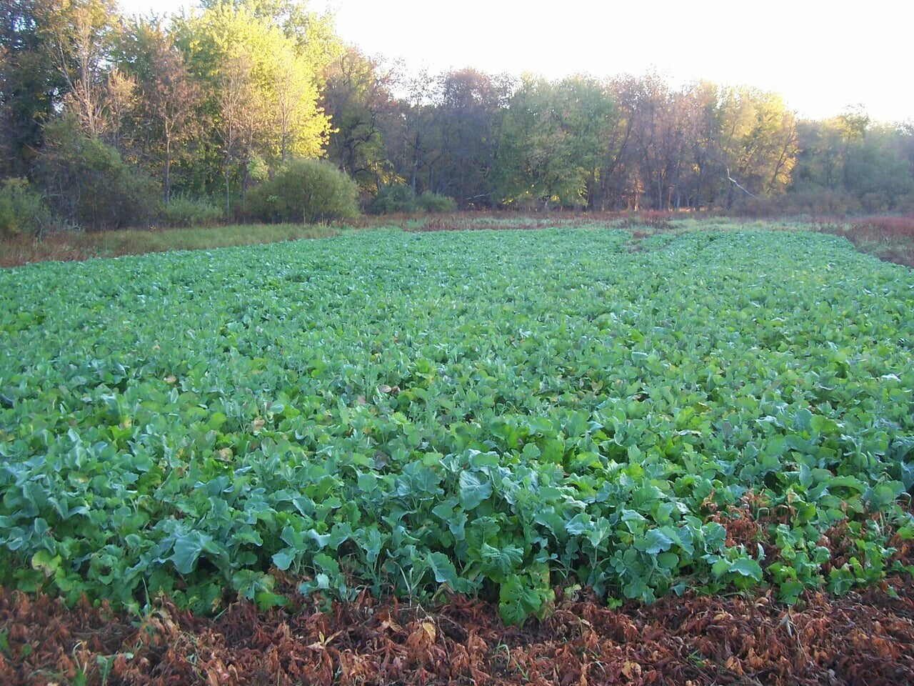 Canola Food Plot Seed