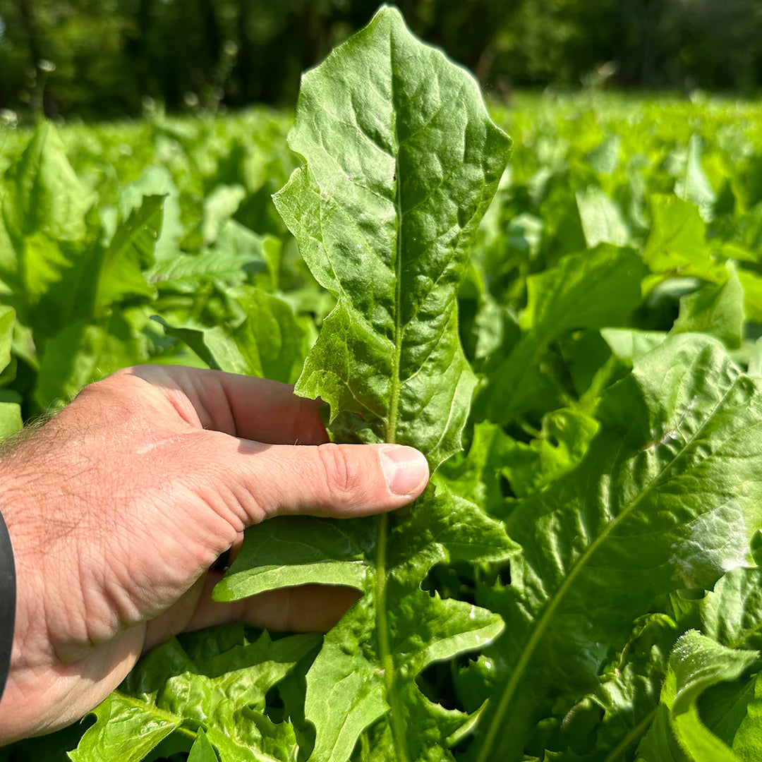 Oasis Chicory