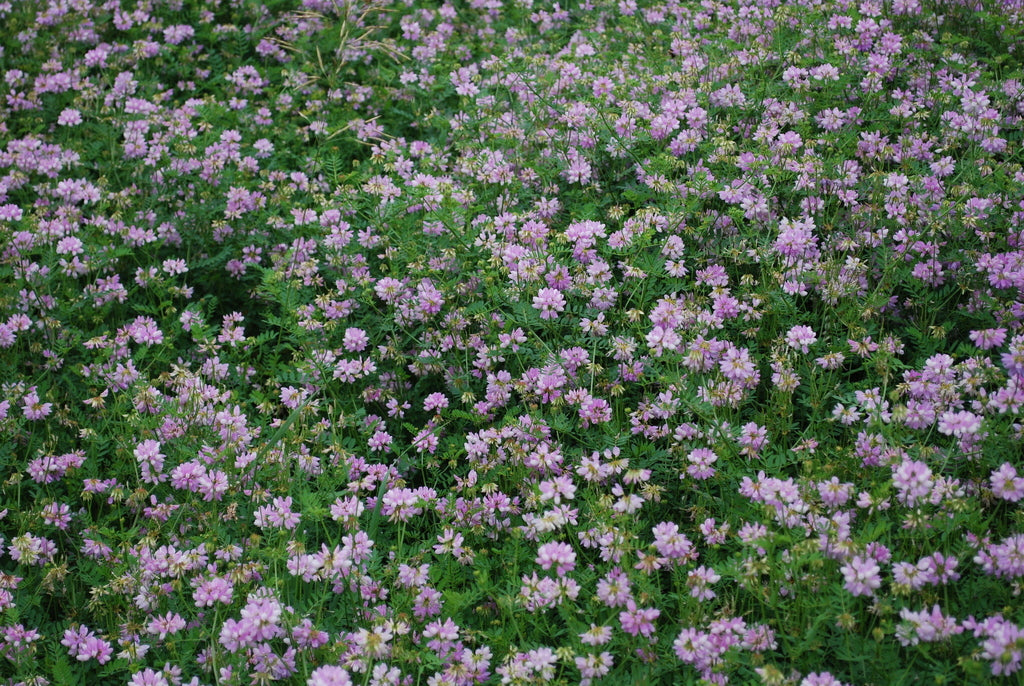planting crown vetch seed Crown Vetch Seed