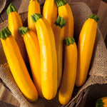 Golden Zucchini Squash Seed