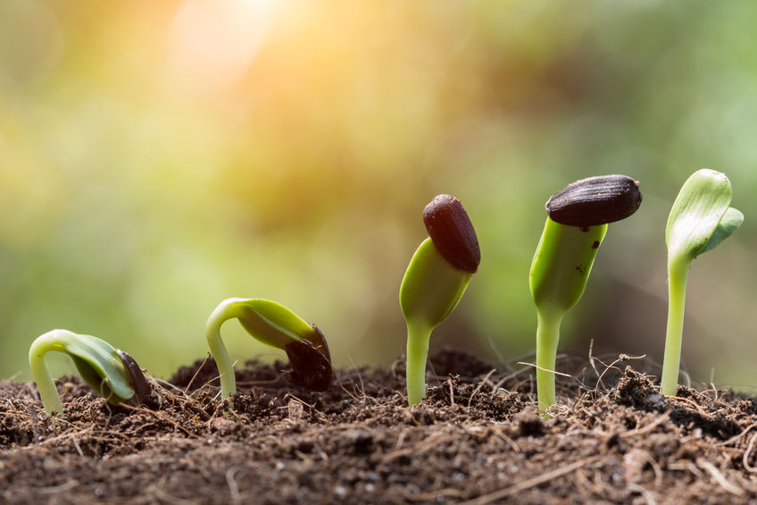 Does Using Sized Corn Seed Improve Yields?