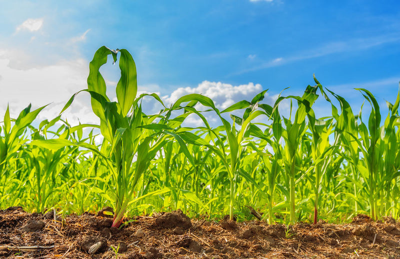 How to Prepare Your Seedbed Before Planting Corn