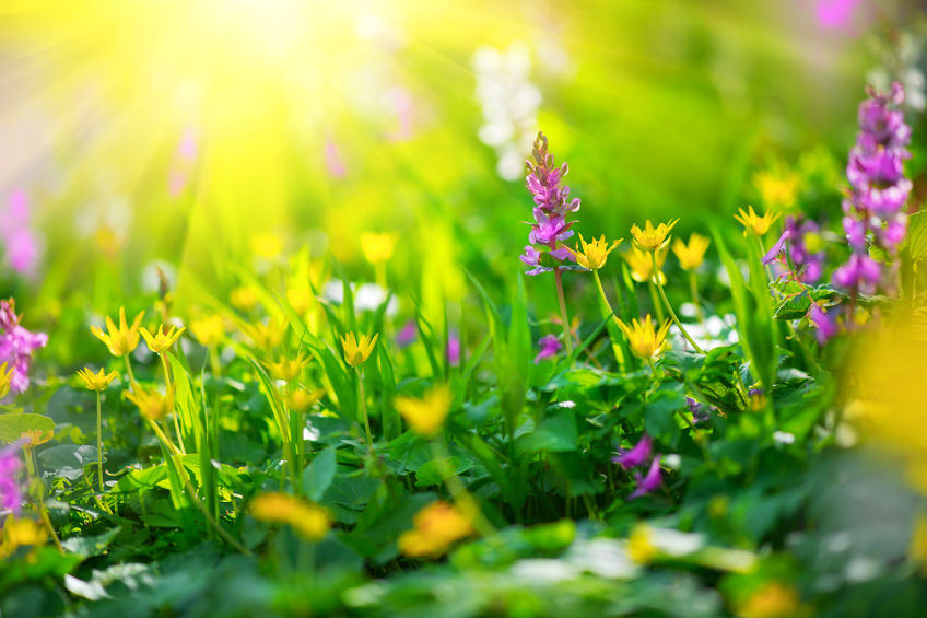 Wildflower Mixes for Your Climate