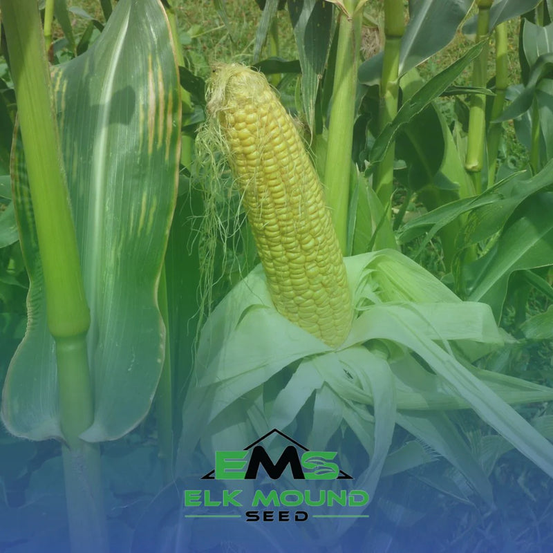 Protect Your Roundup Ready Sweet Corn: Understanding the Differences in Roundup Products