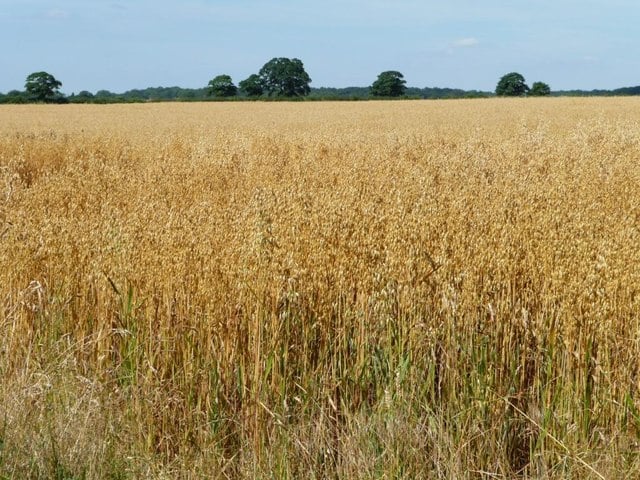 Growing High-Yielding Oats