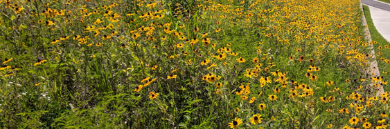 Keeping Deer from Your Wildflowers