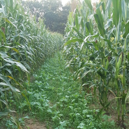 Cover Crop Mixes