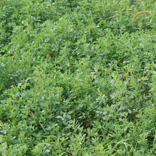 Clovers & Forage Legumes