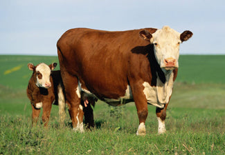 Livestock & Wildlife Products