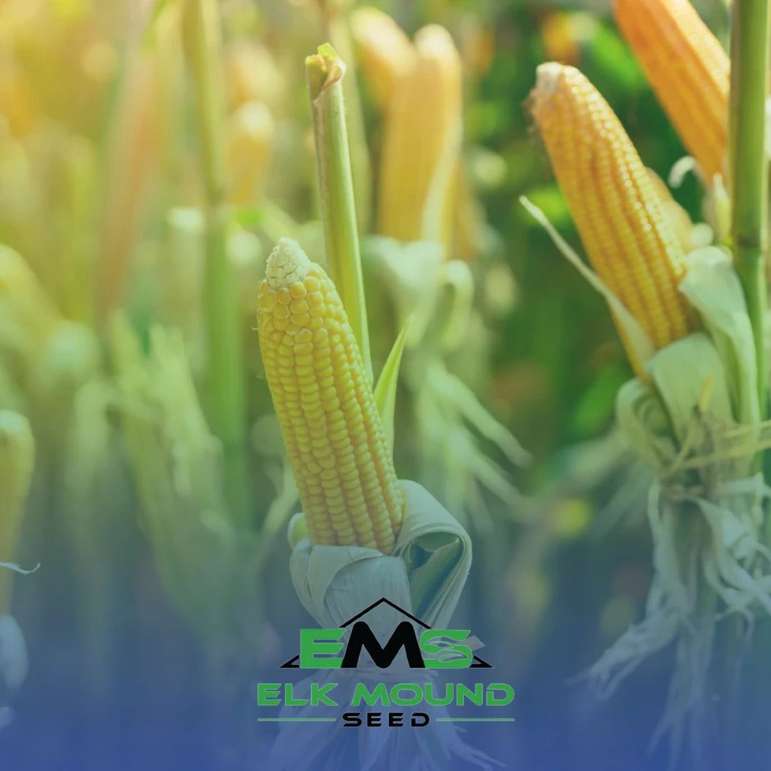 seed corn in a field