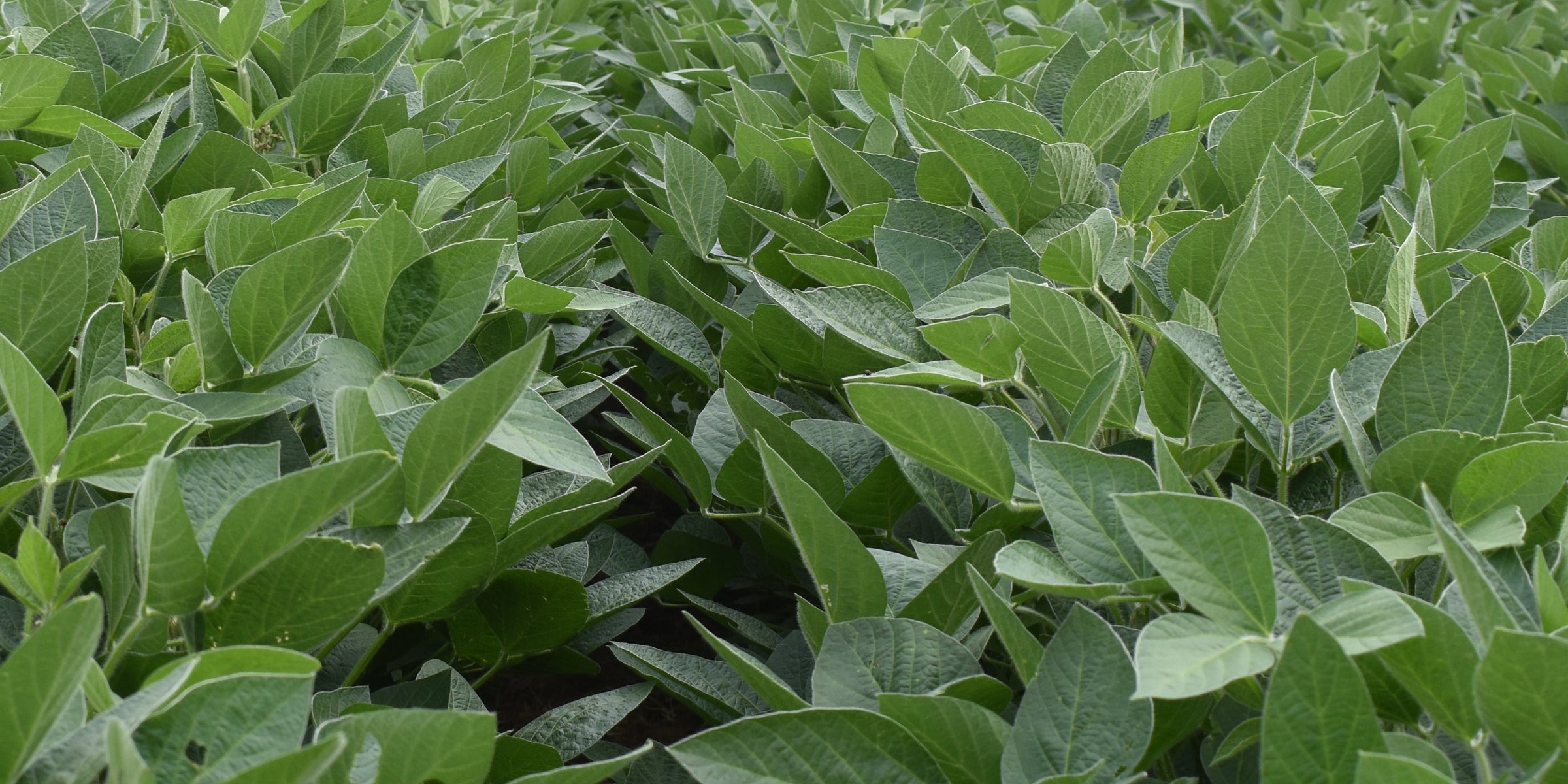 Soybeans