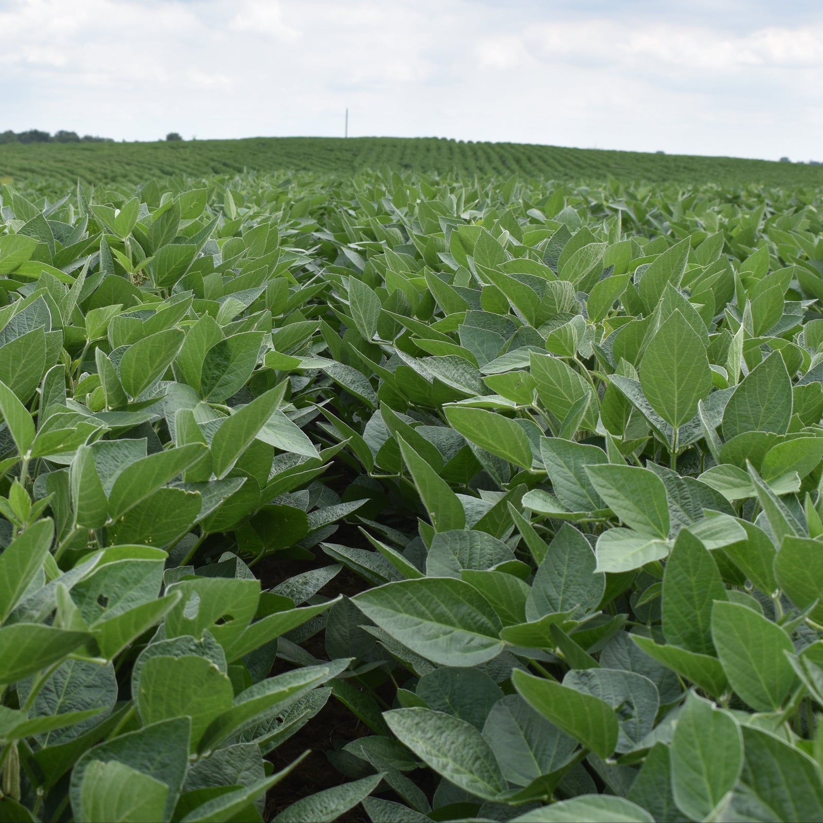 Soybeans
