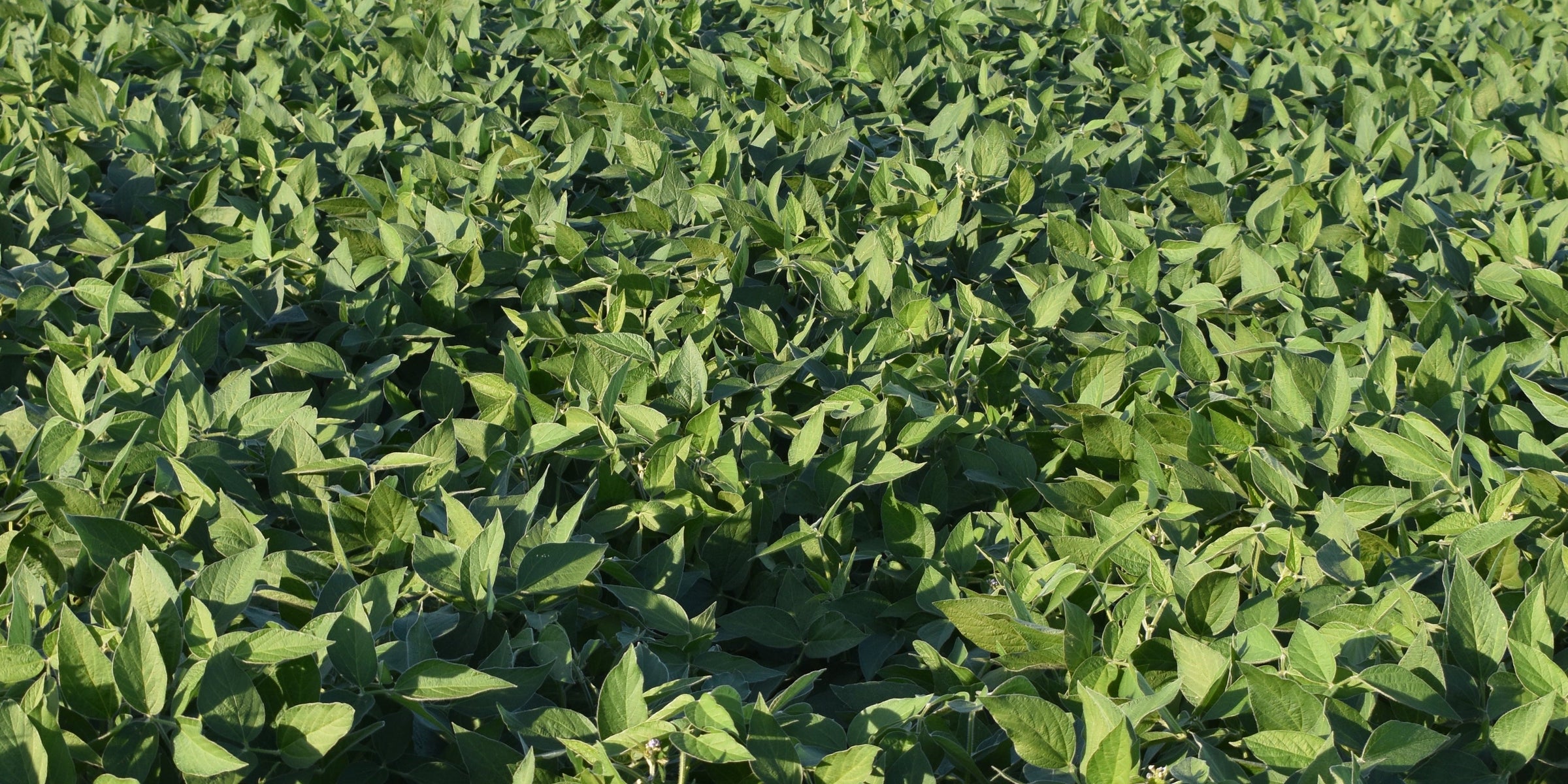 Conventional Soybeans