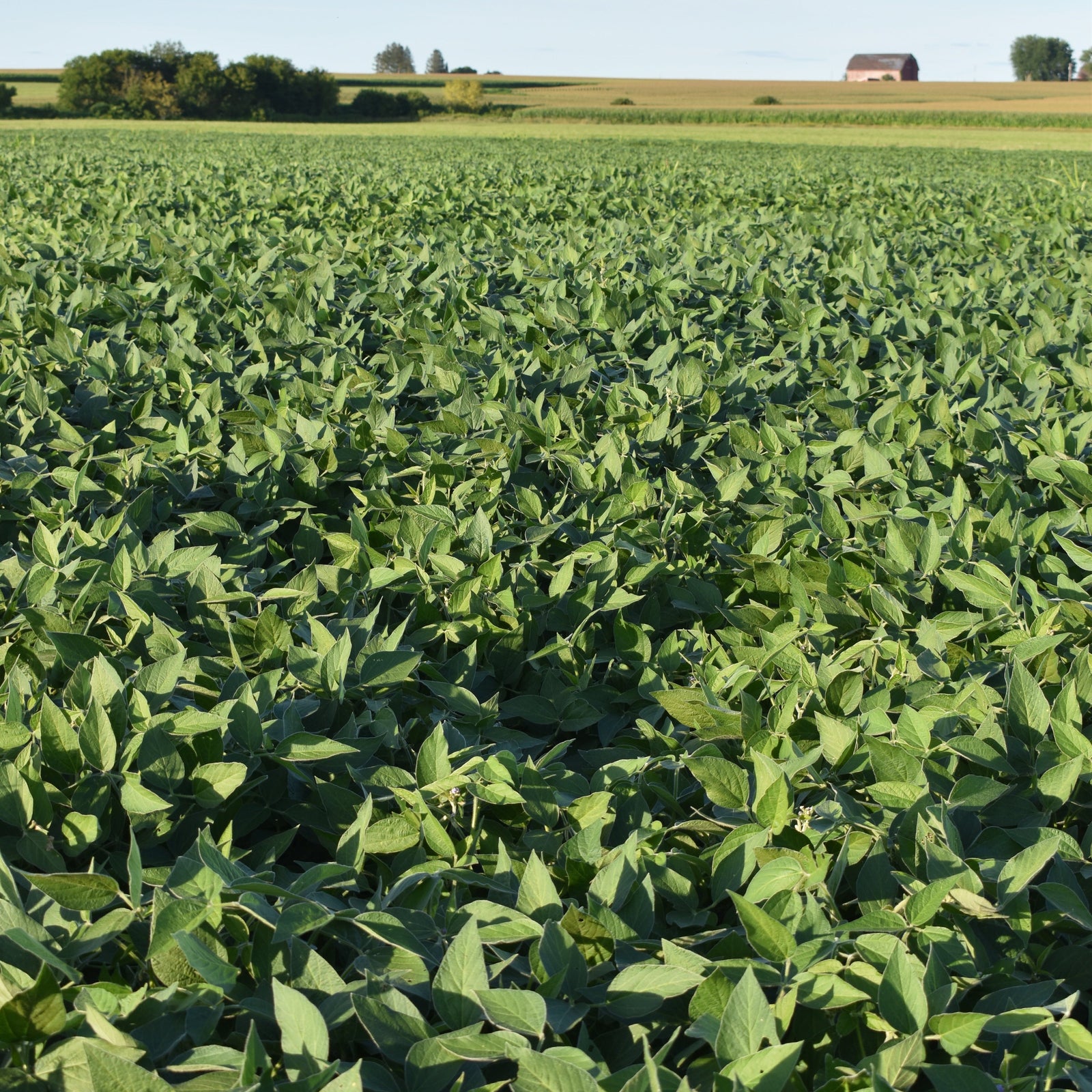 Conventional Soybeans