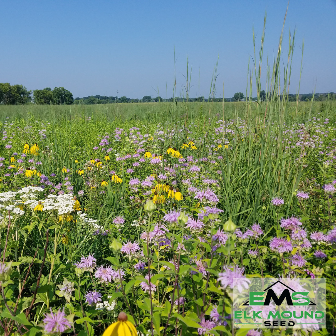 wildflowers and native grasses growing in a field