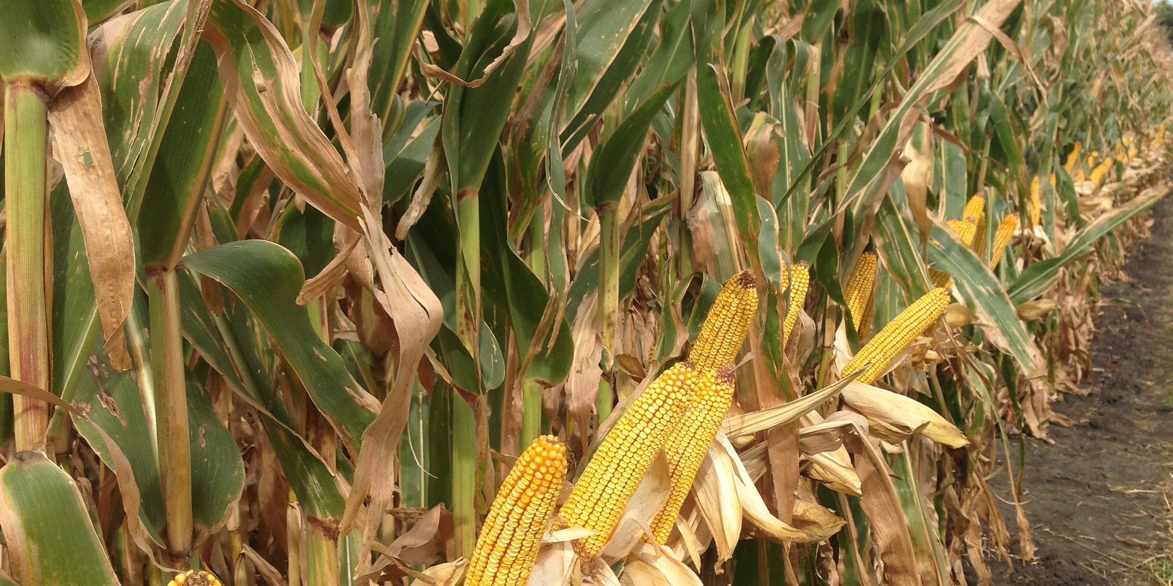 seed corn in a field