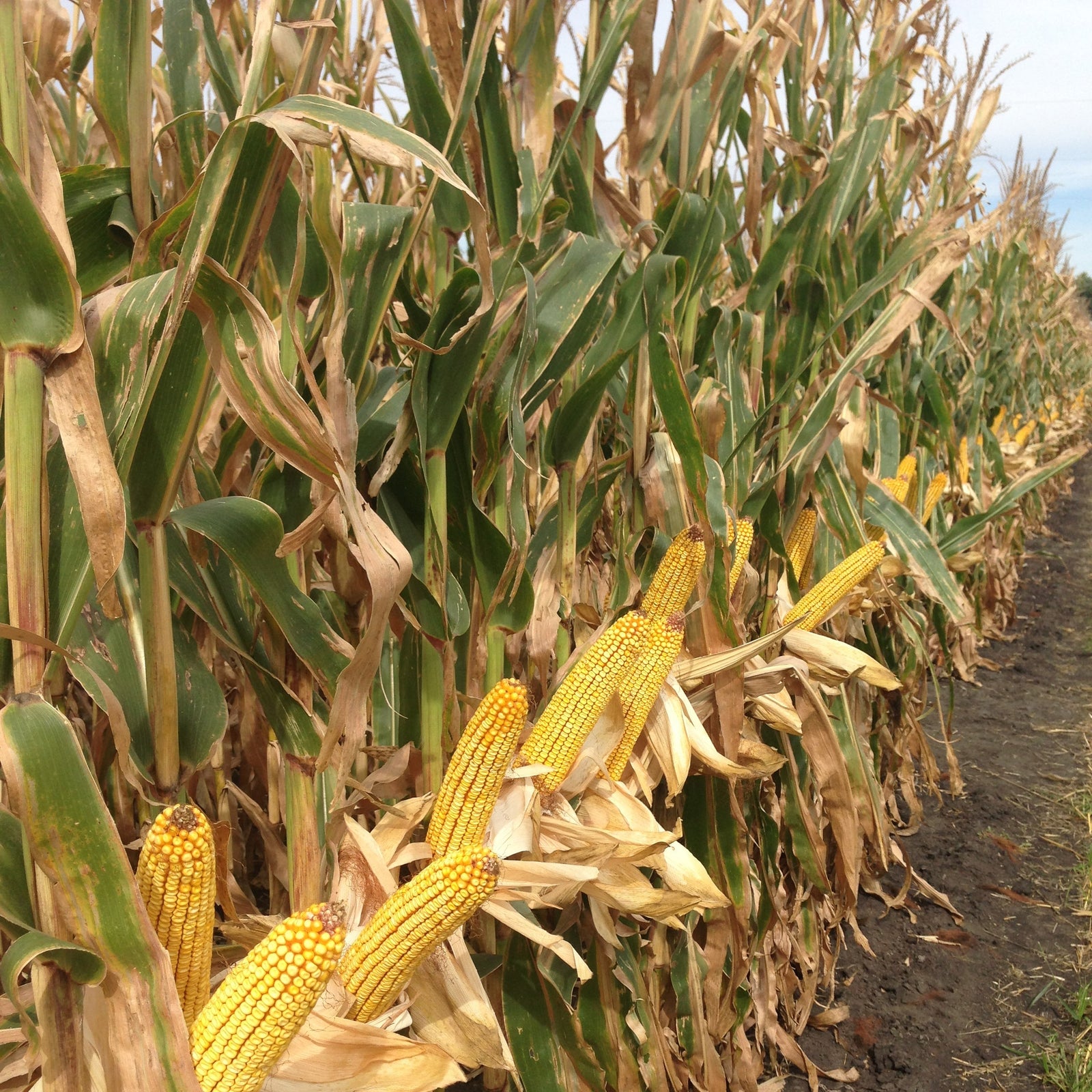 seed corn in a field