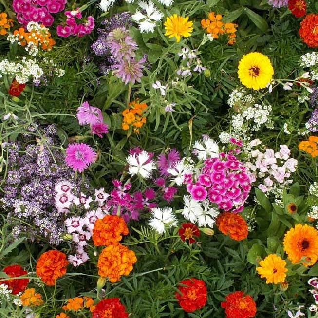 Wildflower Mixes