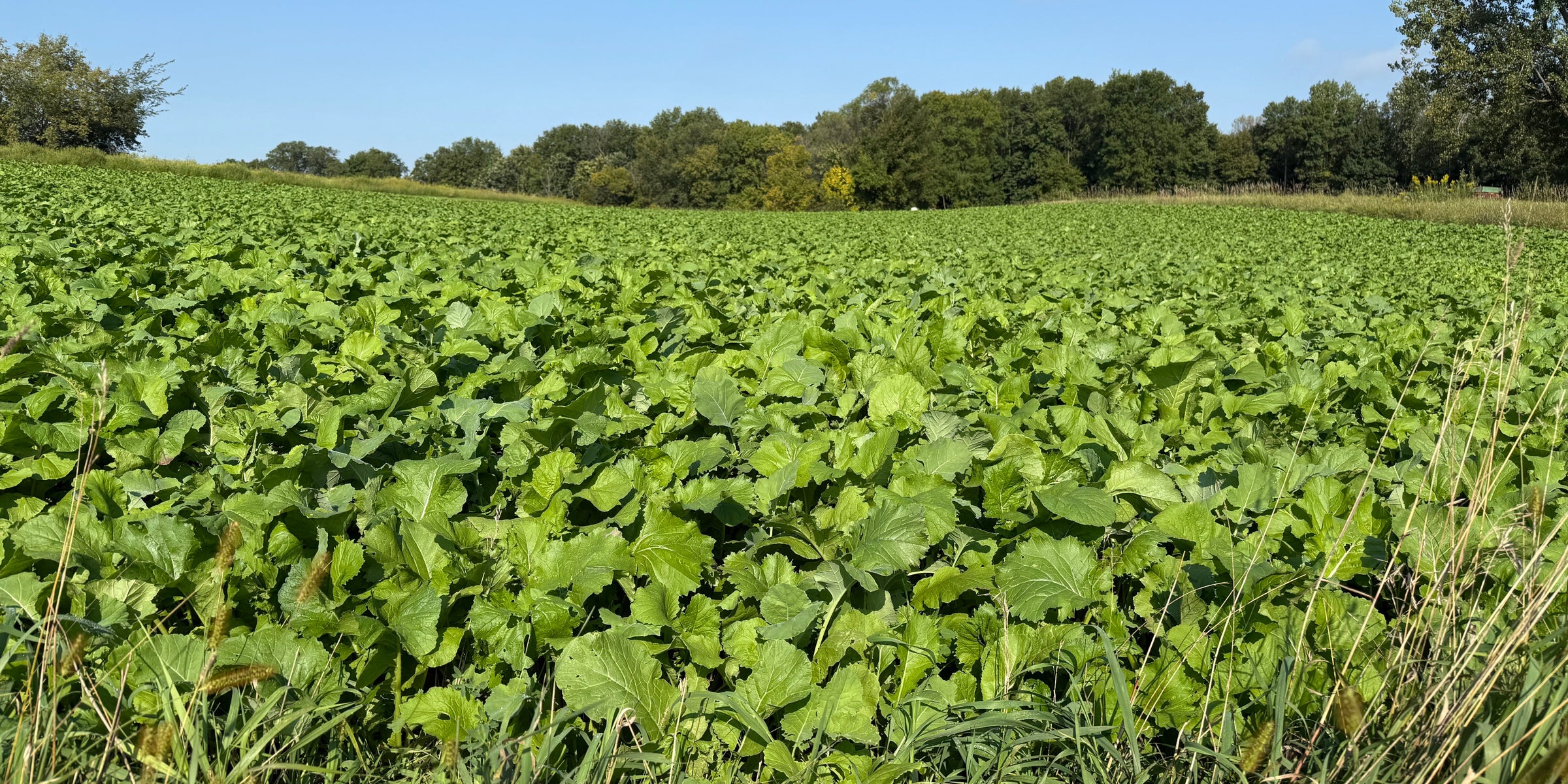 Food Plot Mixes