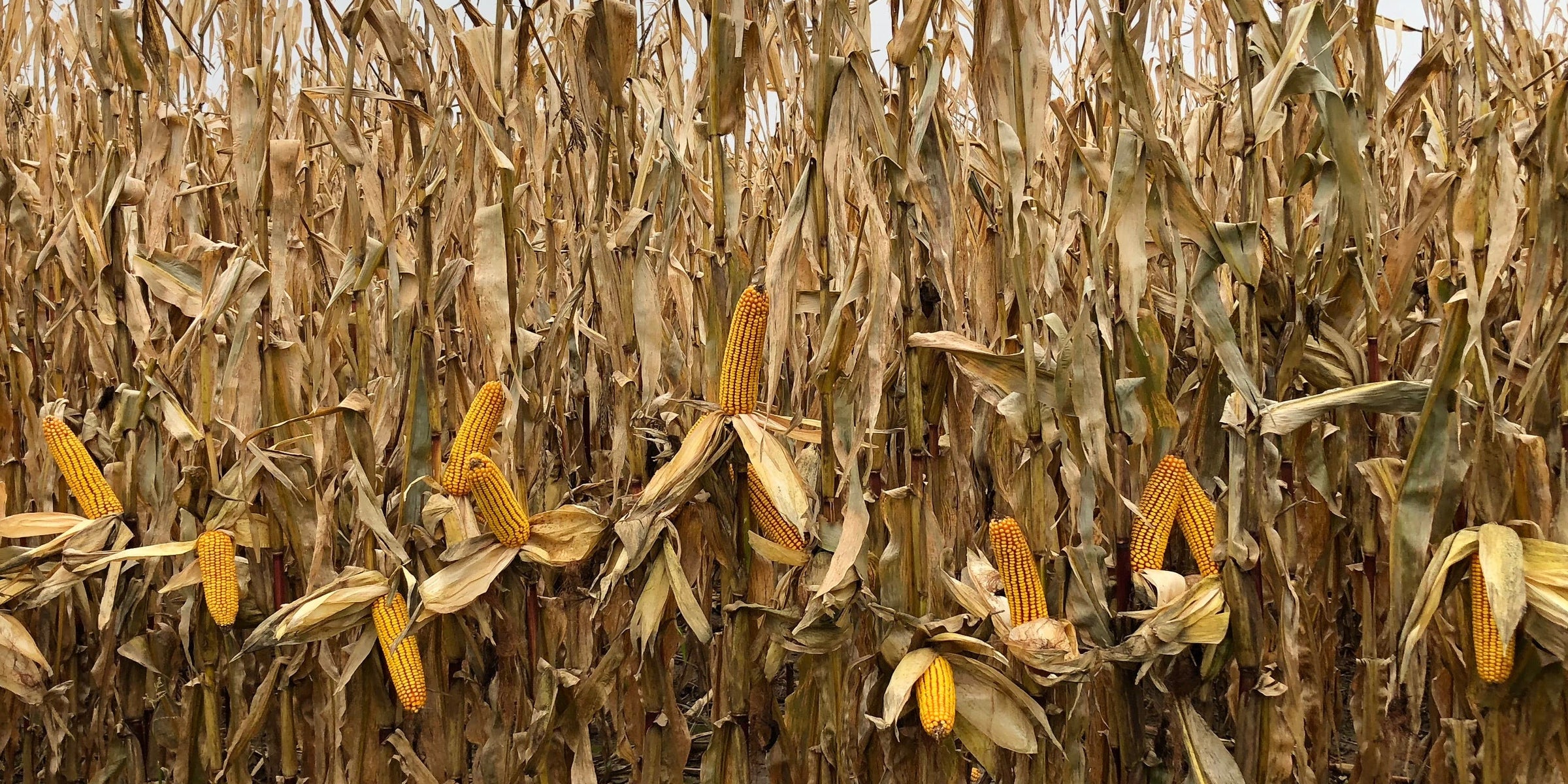 Conventional Seed Corn