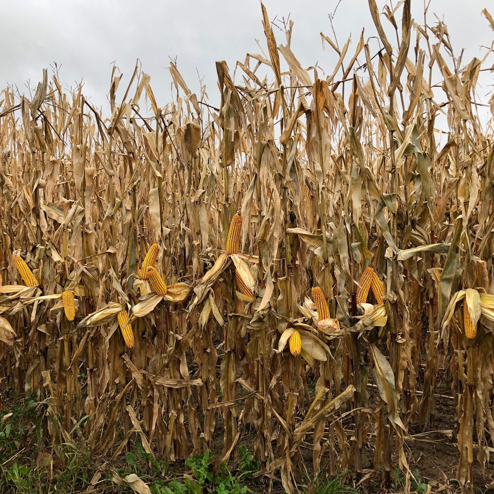 Conventional Seed Corn
