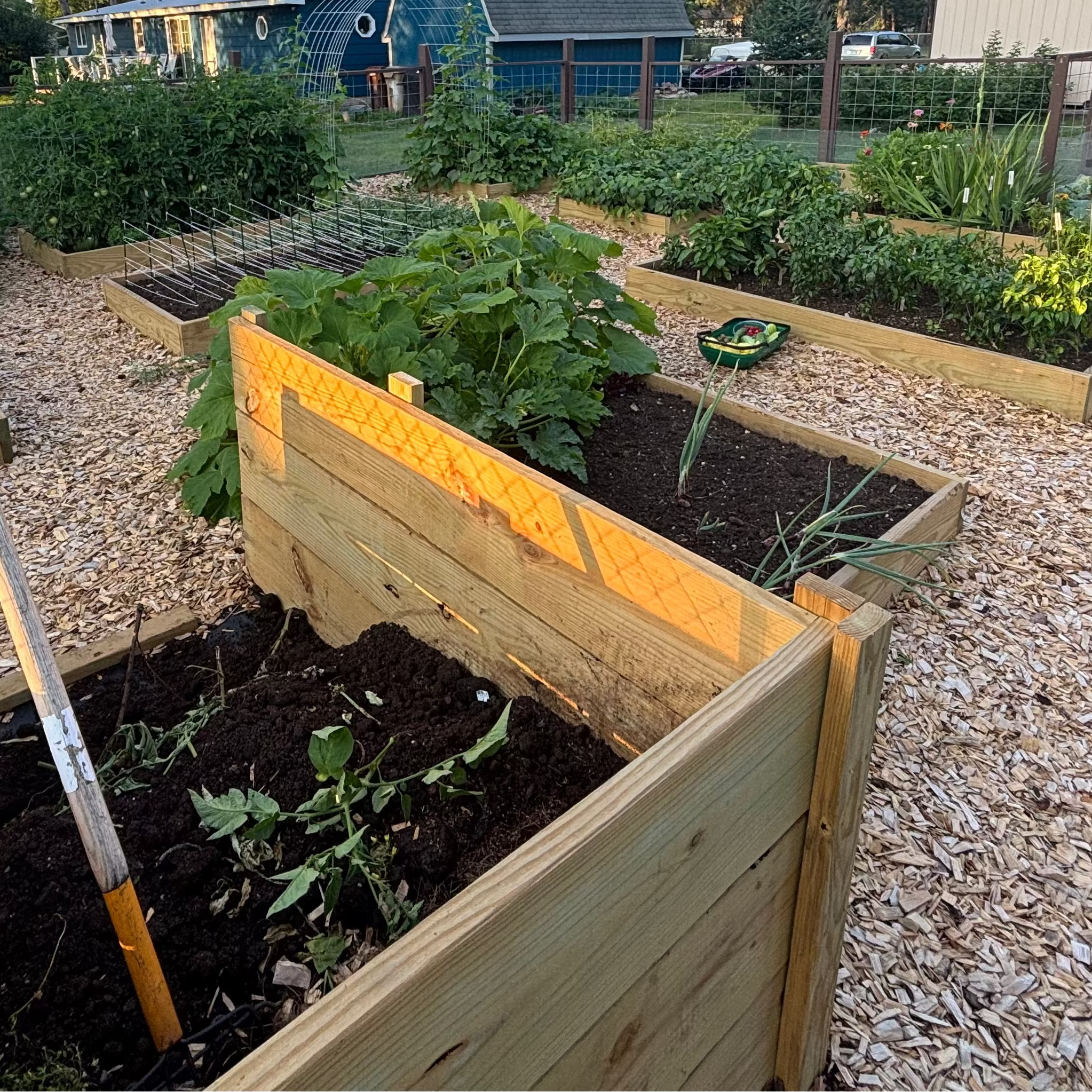 garden seeds growing in a garden