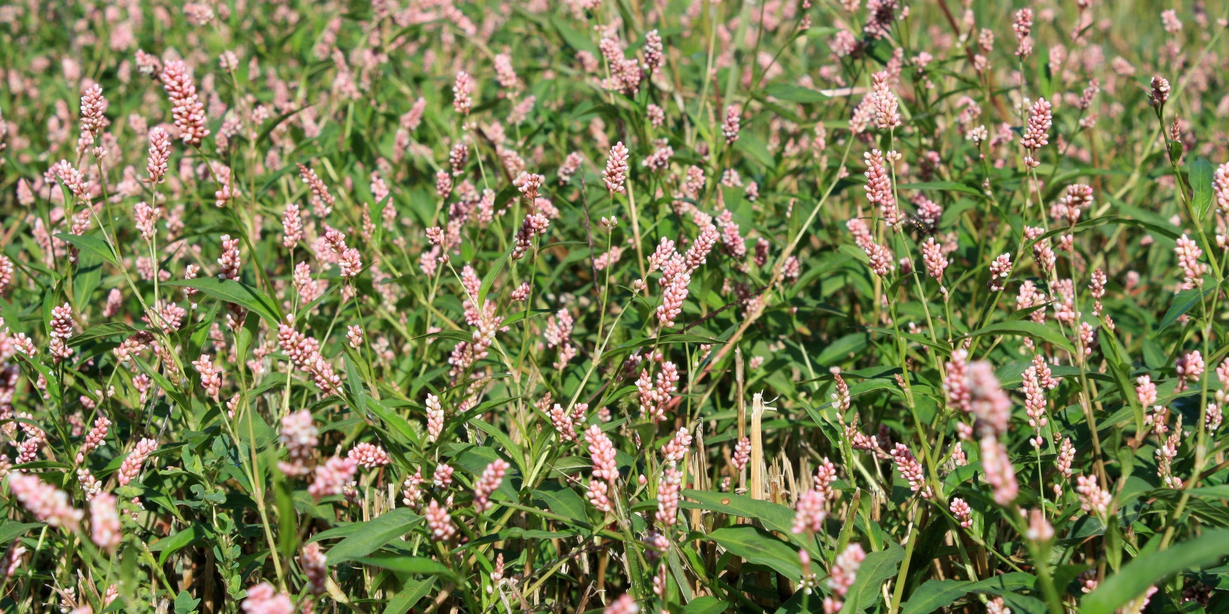 Small Seeded Broadleaves