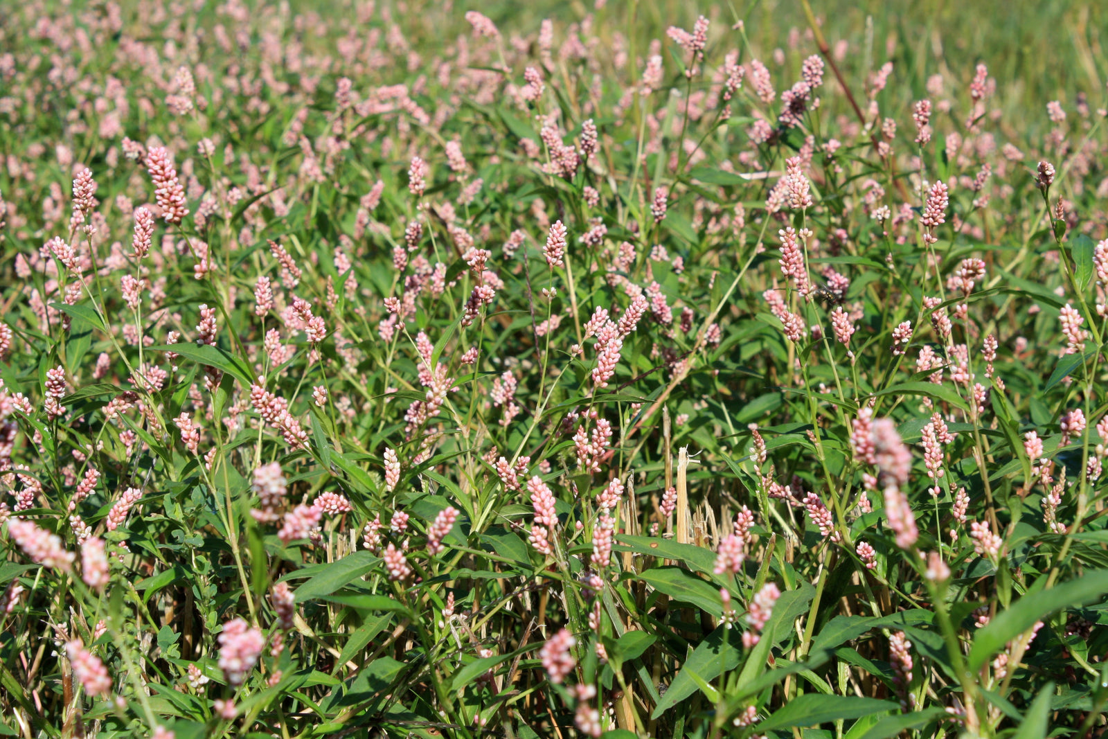 Small Seeded Broadleaves