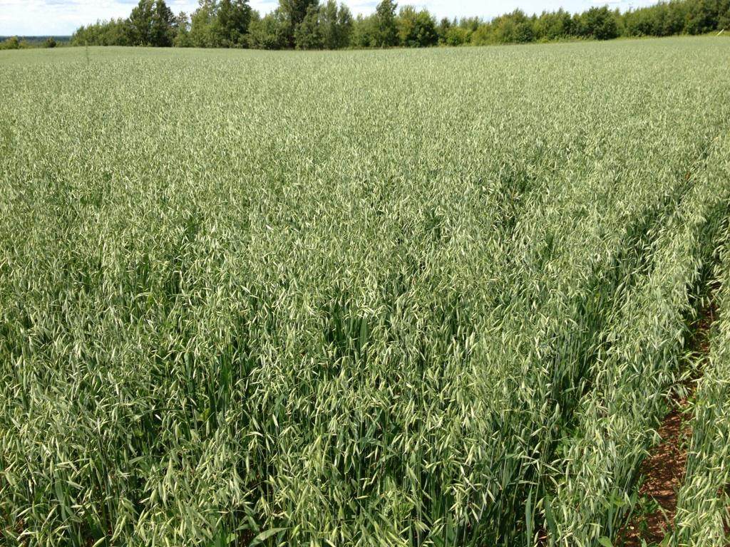 Nurse Crops, Small Grains, & Mixes