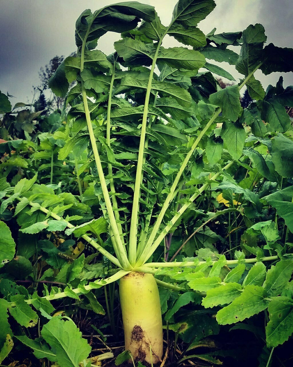 Food Plot Ingredients