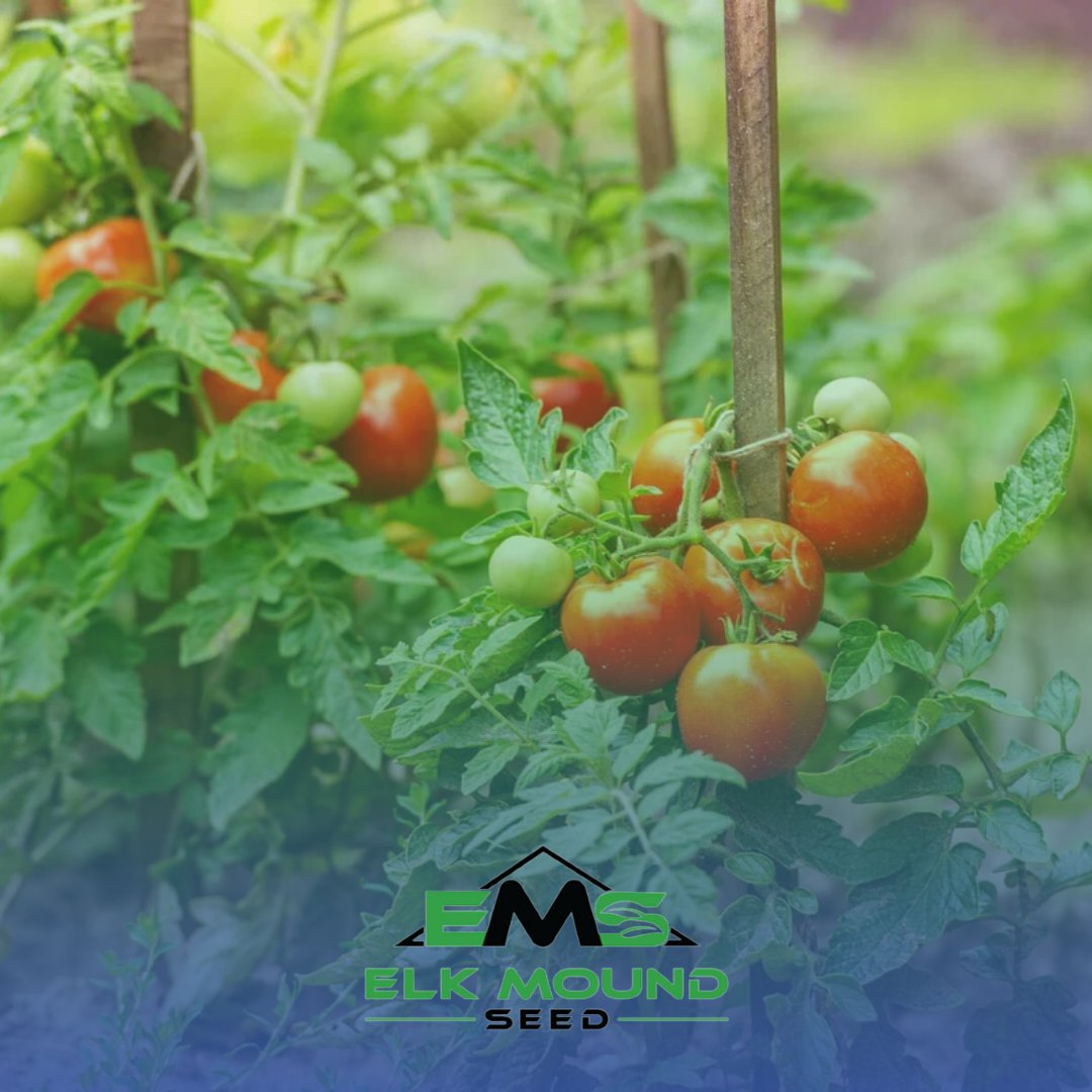 tomatoes growing in a garden