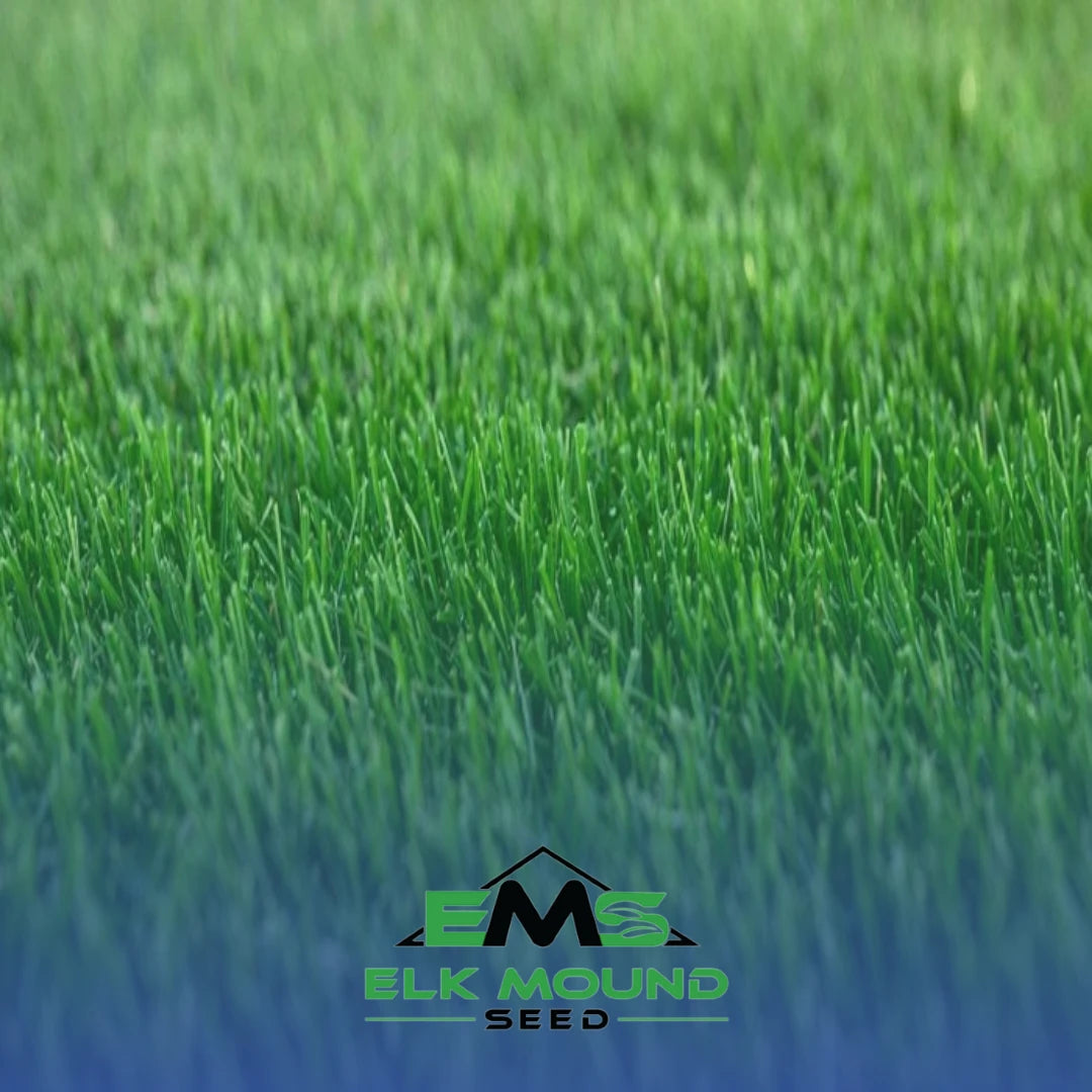 short turf grass growing