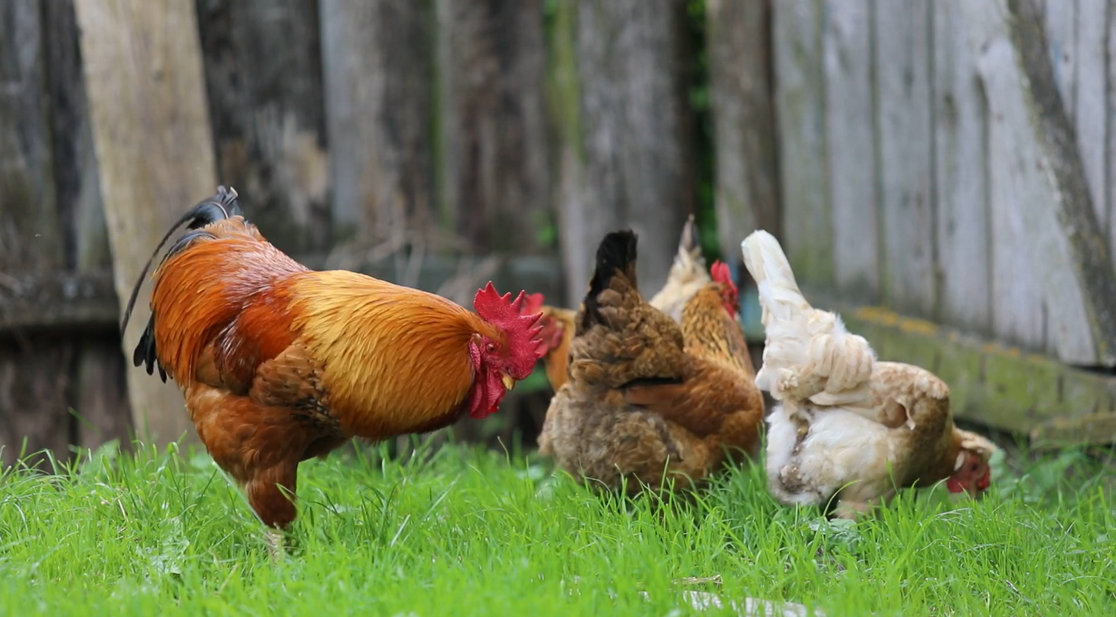 Poultry, Pigeon & Game Feed
