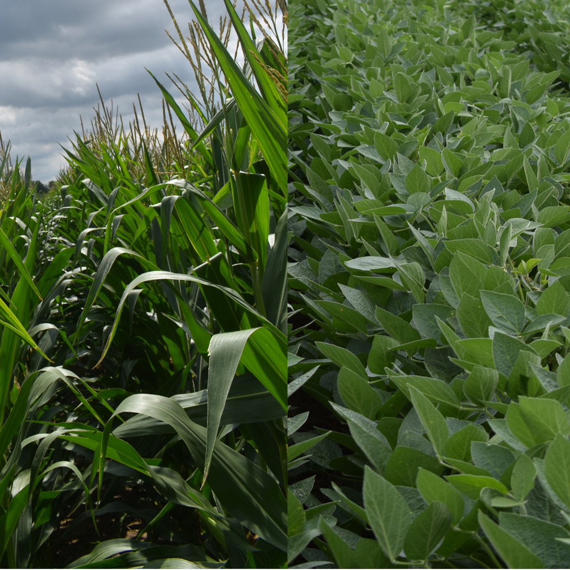 Corn & Soybeans